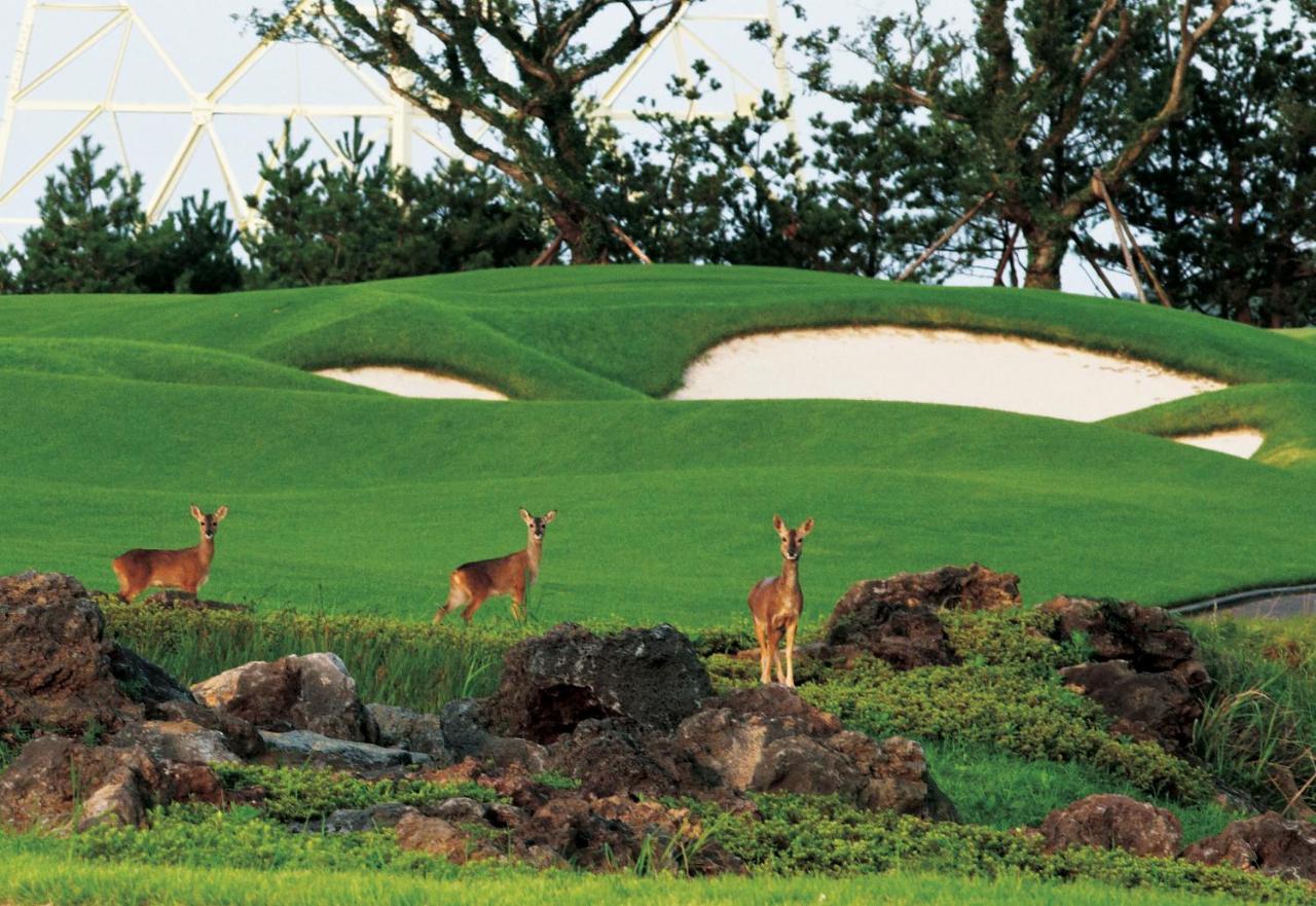 Ardenhill Resort & Golf Jeju Bagian luar foto